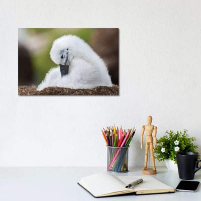 Black-Browed Albatross Chick On Tower-Shaped Nest, Falkland Islands. by Martin Zwick - Wrapped Canvas Gallery-Wrapped Canvas Giclée