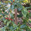 Caven Wood Plant Support