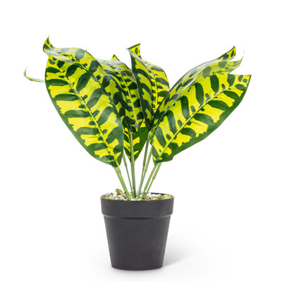 Plante à feuilles moyennes