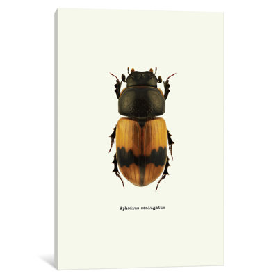 " Aphodius Coniugatus " by GraphINC