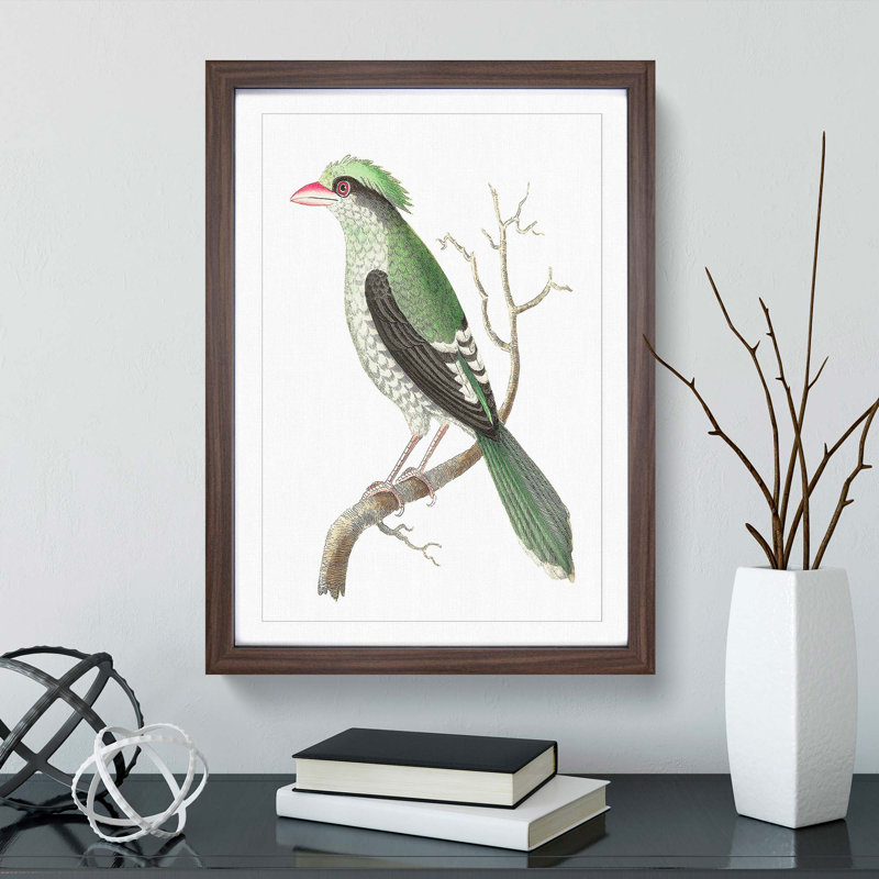 Chinese Roller Bird by George Shaw - Framed Print, 36cm H x 27cm W x 2cm D, Walnut Framed