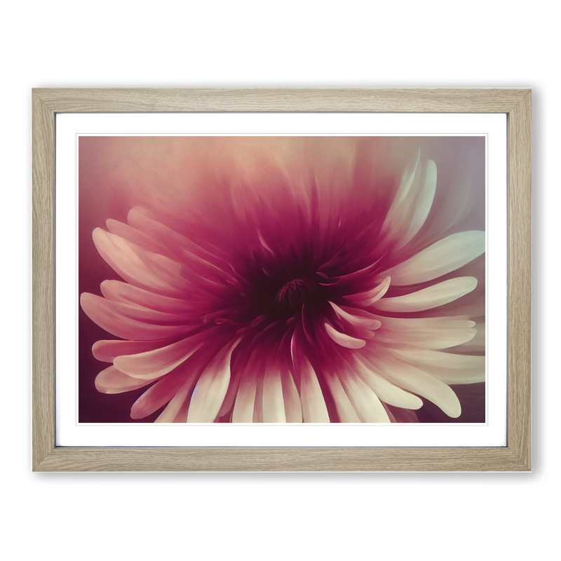 Cute Chrysanthemum Flower Vol.3 - Framed Print, 25cm H x 34cm W x 2cm D, Oak