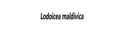 Logo Lodoicea maldivica