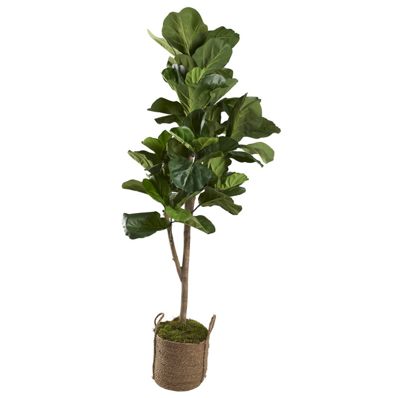 Figuier 7 pi dans un panier rond en jute naturel