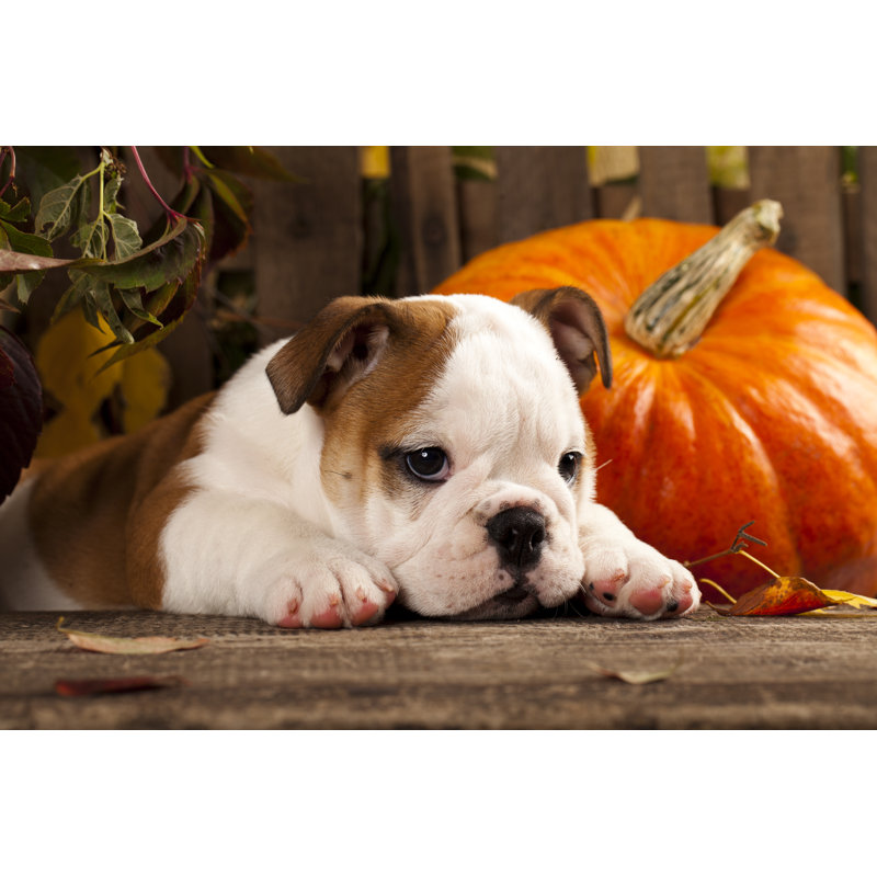 Chiot bouledogue anglais et citrouille - photographie sur toile tendue, H 8 po x l 12 po