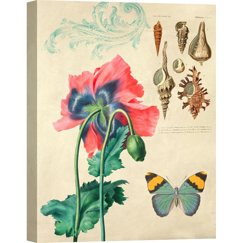Cabinet Of Curiosities N. 3 by Joannoo - Wrapped Canvas Print, 70cm H x 50cm W x 4cm D