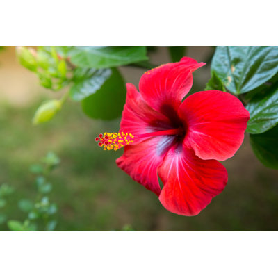 " Red Hibiscus Flower On A Green Background. In The Tropical Garden " by Iurii Garmash