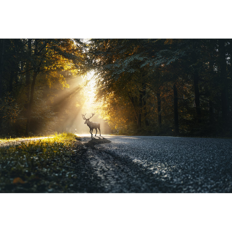 Deer On Street by Marcus Millo - Wrapped Canvas Print, 30cm H x 46cm W