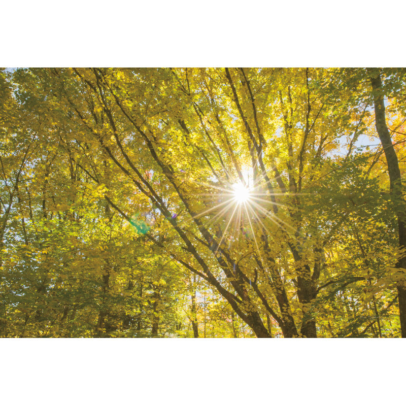 Feuillage d'automne Sunburst V, H 18 po x l 12 po
