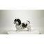 Shih Tzu debout