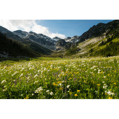 Mountain Wildflowers In Bloom by StockstudioX - Print