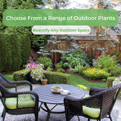 American Plant Exchange Windmill Palm Tree, Cold-Hardy Outdoor Landscape Plants, Zones 7-11