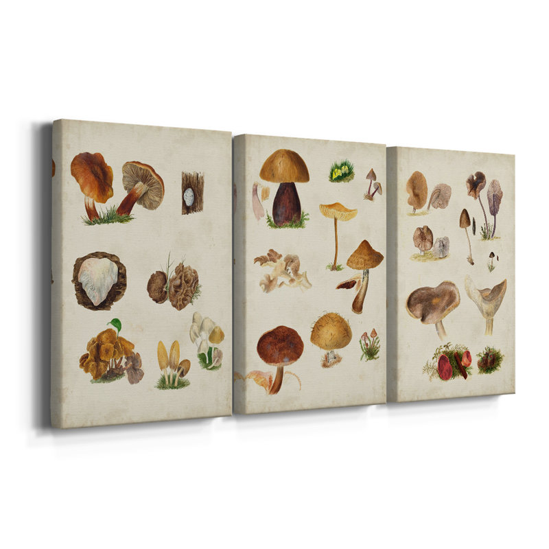 Mushroom Species I - Toile tendue sur mesure avec châssis - 3 pièces, H 12 po x l 24 po