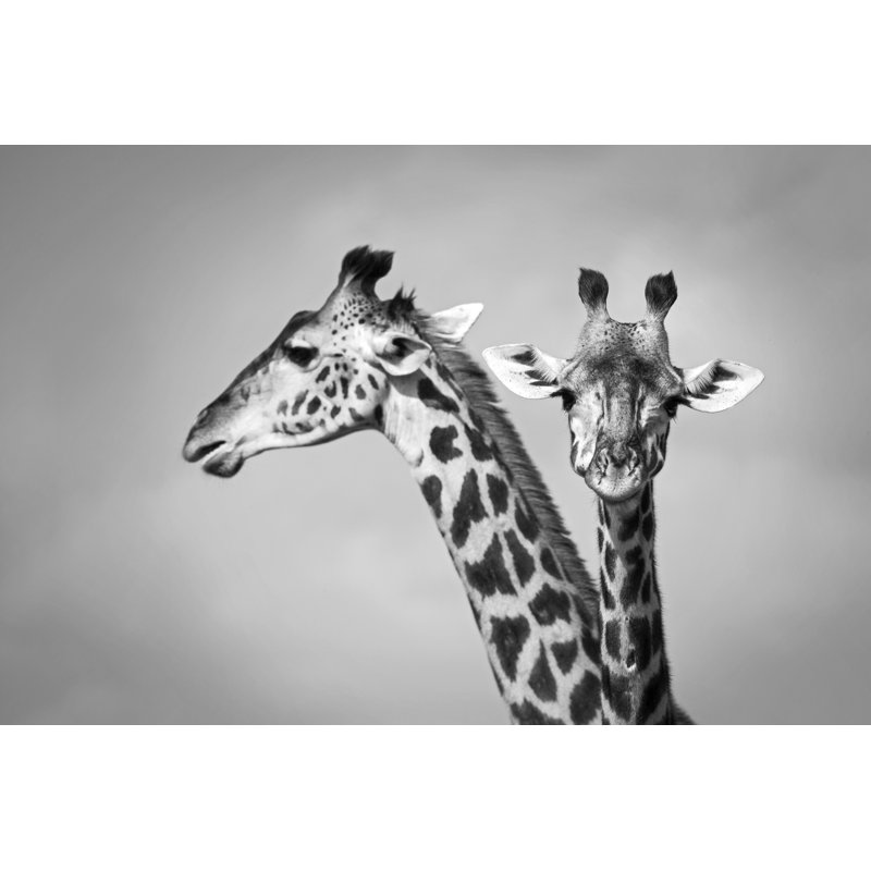 Two Giraffe by Wldavies - No Frame Print on Canvas, 30cm H x 46cm W