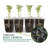 Costyle Plant Trays/ Stands Fruits / Vegetables