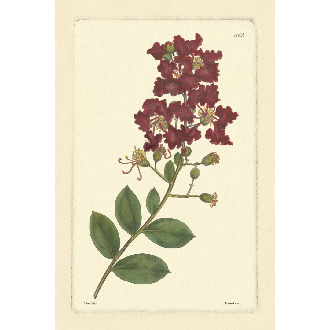 Curtis Botanical II by Vision Studio - Wrapped Canvas Painting