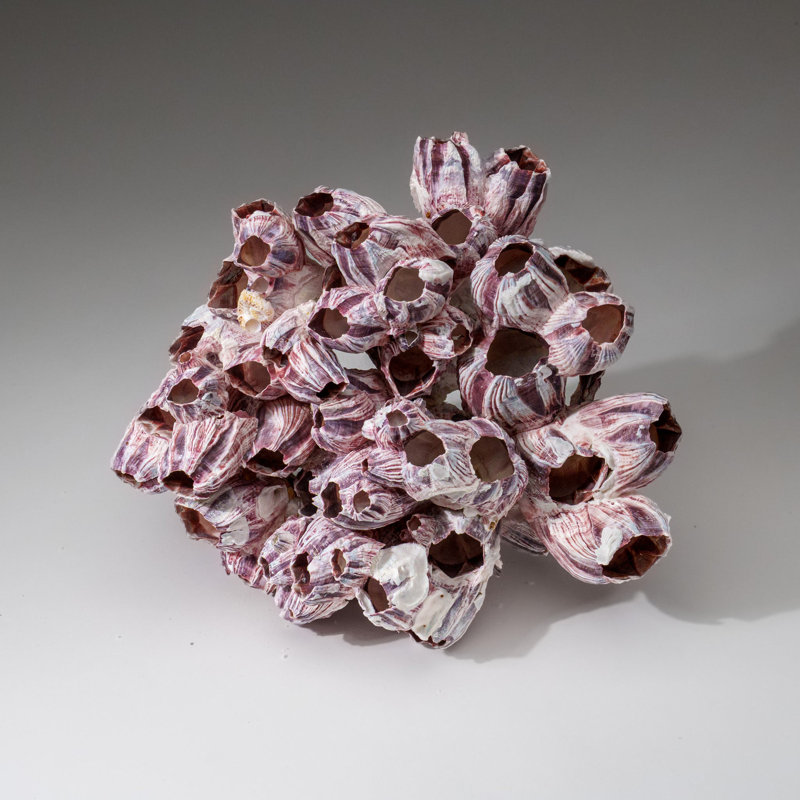 Genuine Purple Acorn Barnacle Cluster (1.5 Lbs)