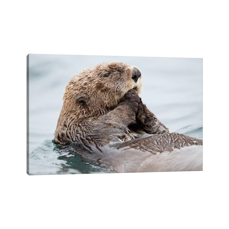 Sea Otter Juvenile, Katmai, Alaska II by Jaymi Heimbuch - Wrapped Canvas Print, 66.04 cm H x 45.72 cm W