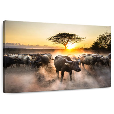 Brampt Thailand Water Buffalos
