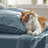Bedsure Polyester Microfiber Sheet Set Hotel Luxury Sheets, Easy Care Cooling Bed Sheet Set 84GSM(101" x 107") GentleSoft™️-111074232-111074235