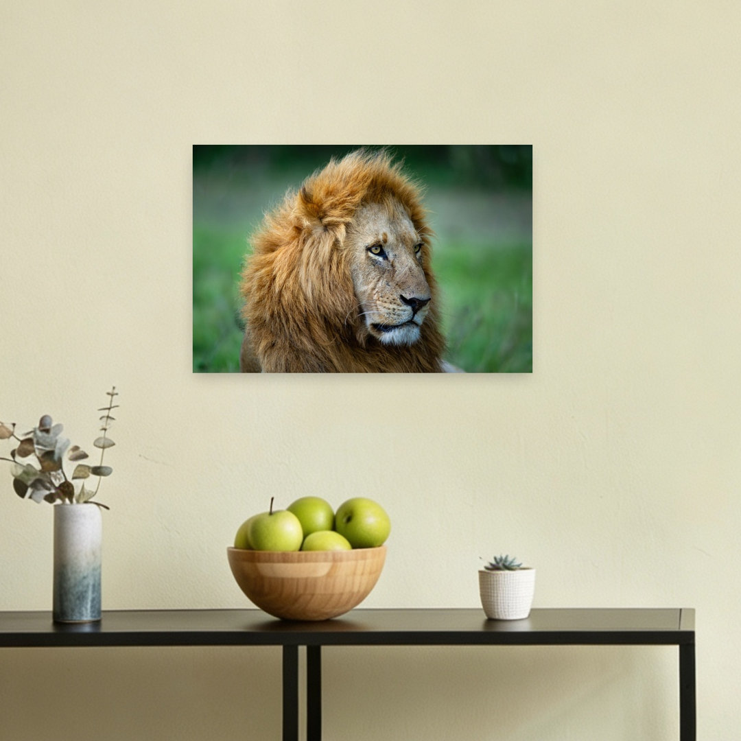 Majestic Lion Gaze Contemporary Wall Art Print