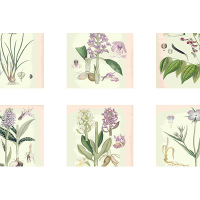 Mauve Botanicals