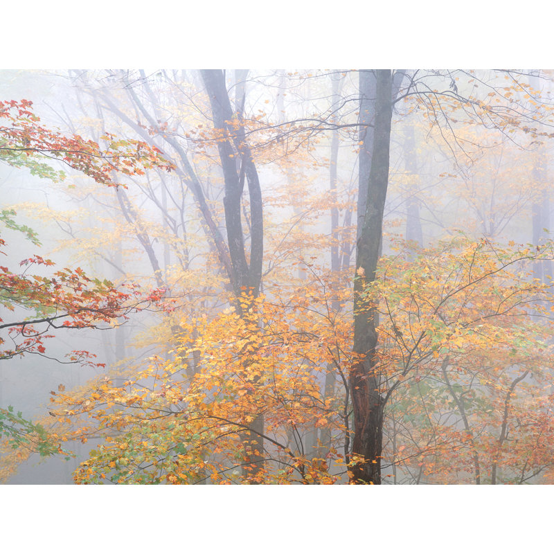 Autumn Trees In Fog Print by Bruce Heinemann, Black Framed Paper, 17.25" H x 21.25" W x 0.88" D, White