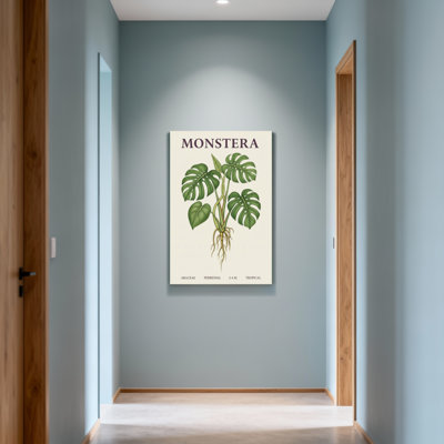 Plantes et fleurs, plante botanique Monstera