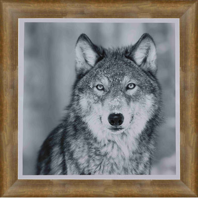 Portrait de loup encadré en noir et blanc