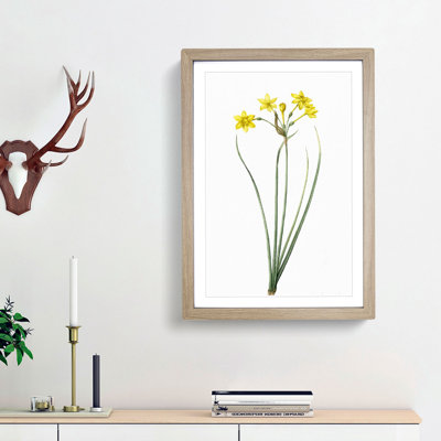 Rush Daffodil Flowers by Pierre-Joseph Redoute - Picture Frame Painting Print
