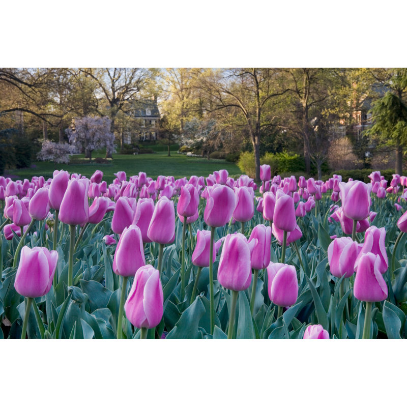 Tulip Garden by VisualField - No Frame Art Prints on Canvas, 20cm H x 30cm W