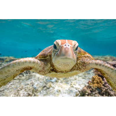 " Green Turtle " by Colin_Davis