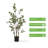 3ft Artificial Eucalyptus Tree In Plastic Nursery Pot