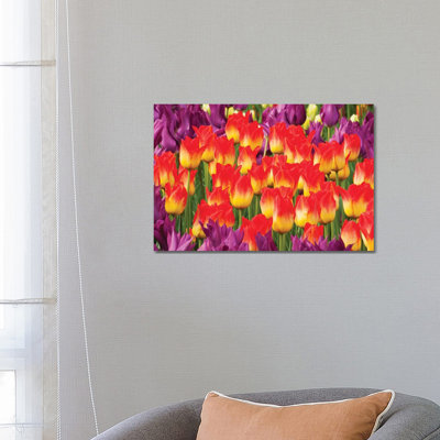 Tulip Flowers, Skagit Valley, Washington by Kevin Schafer - Wrapped Canvas Print