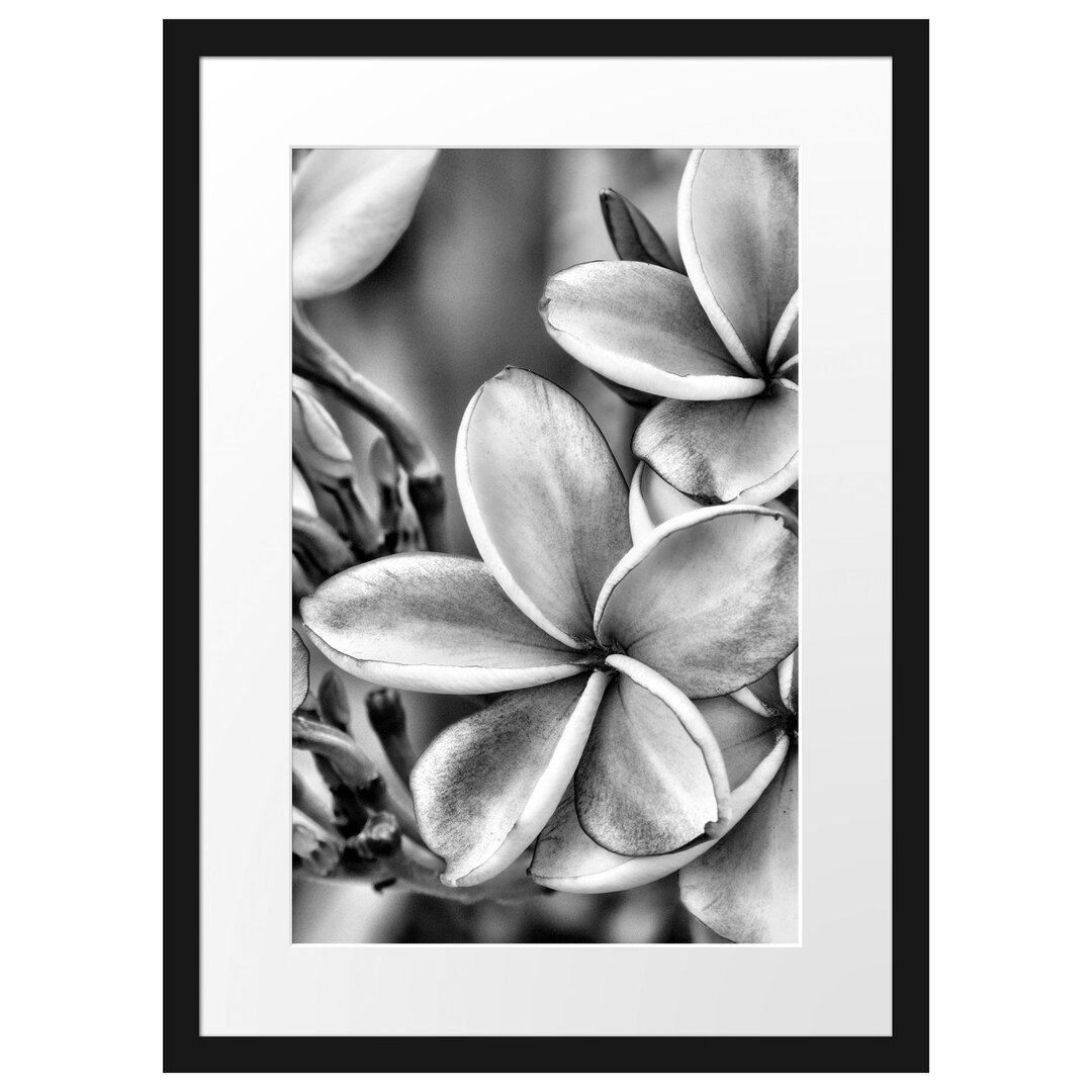 Monoi Blumen auf Hawaii Gerahmter Fotokunstdruck Poster