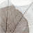Translucent Dried Leaves - Beige Botanical Metal Print | Decor