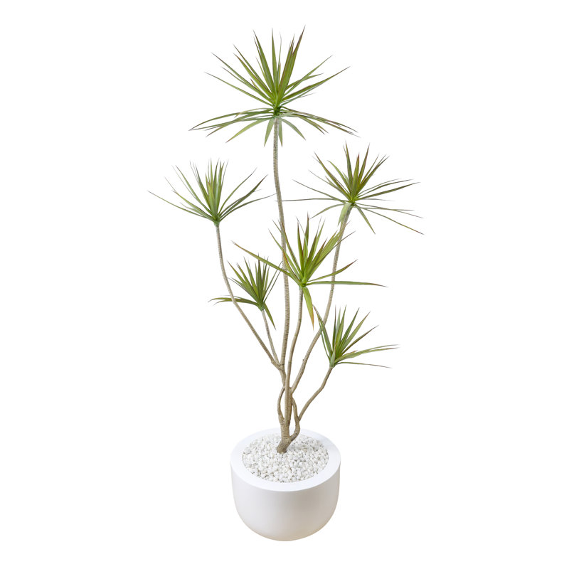 Arbre Dracaena en pot de fleurs avec pierres