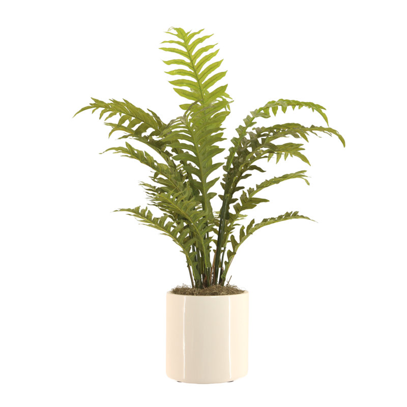 Fern Plant In Ceramic Vase