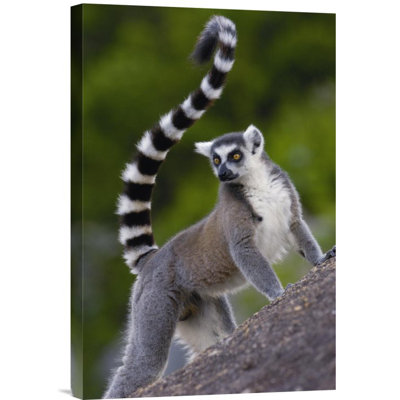 " Ring-Tailed Lemur Portrait On Rocks In The Andringitra Mountains, Vulnerable, South Central Madagascar "
