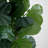 Whitt 72 " H Faux Fiddle Leaf Fig Tree in Plastic Planter