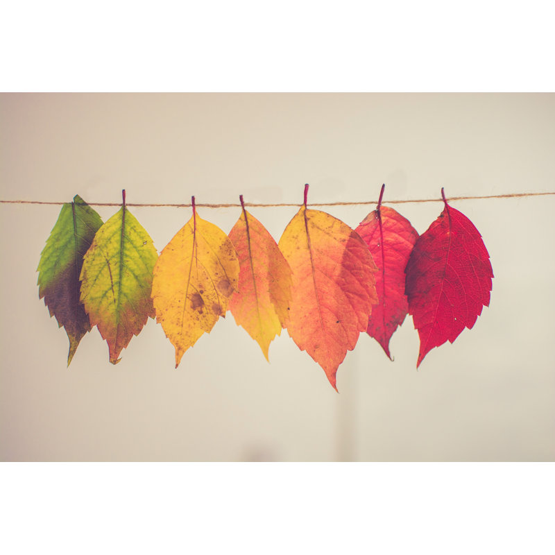 Feuilles sur une ligne, suspendus, coloré, feutré, brun clair, rouge, jaune, vert, nuances de changement, été à l'automne, orange