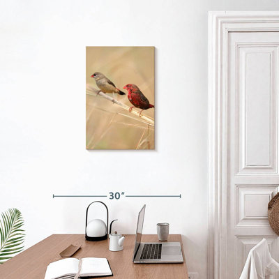 Brampt Strawberry Finches