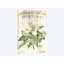 Magnolia De Printemps by Sue Schlabach - Wrapped Canvas Print-49967991