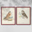Hawk Owl - reproduction encadrée de qualité supérieure - prête à être accrochée - aucun clou requis - aucun clou requis-1047291002-1047291005