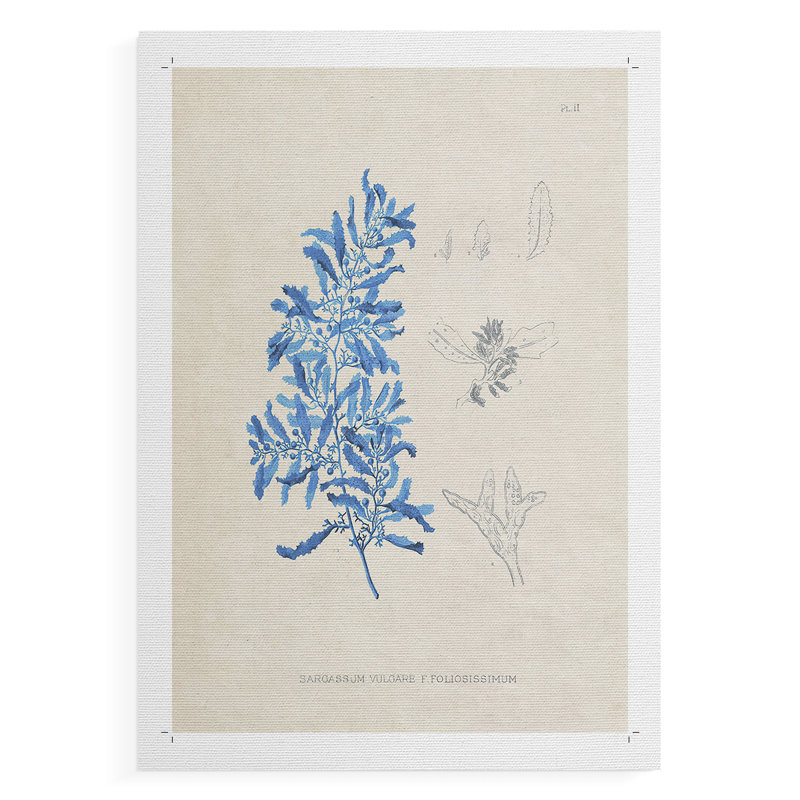 Blue Marine Algae VI - Impression sur toile seulement - SANS CADRE, H 27 po x l 18 po