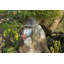 Mandrill assis