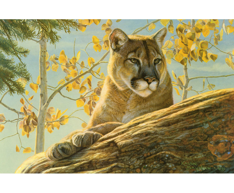 Cougar Front Range, H 16 po x l 24 po