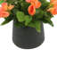 Begonia Floral Arrangement-1521383731-1560274431