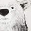 Bear Print by Jess Engle