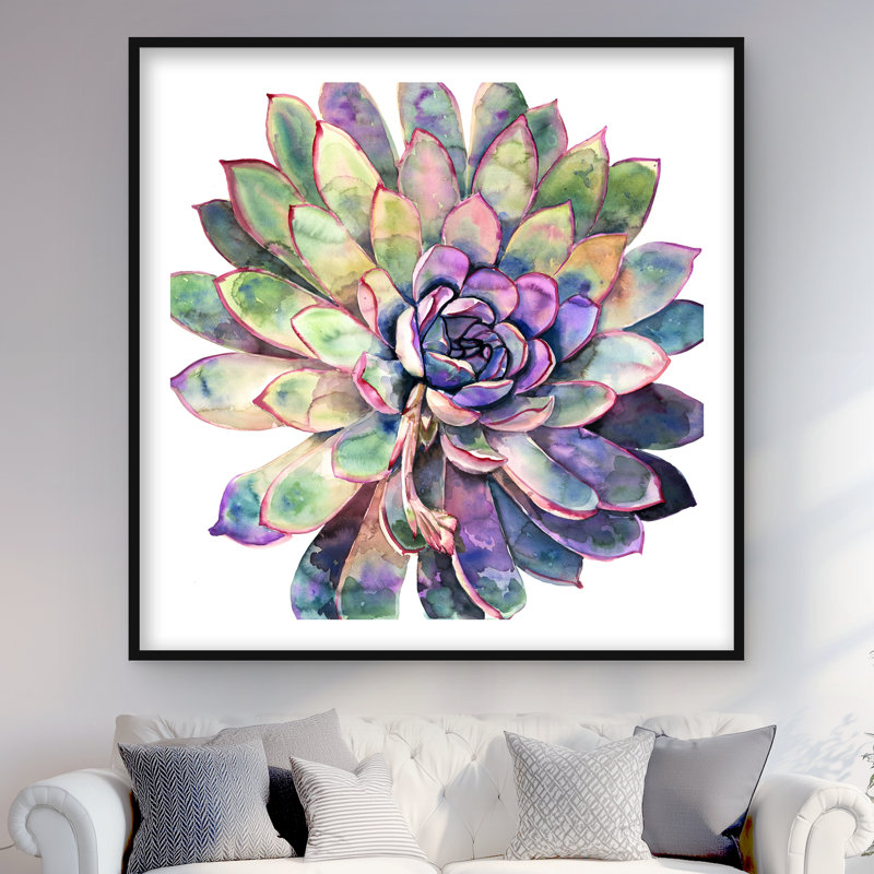 Multicolore plante grasse - mauve exotique